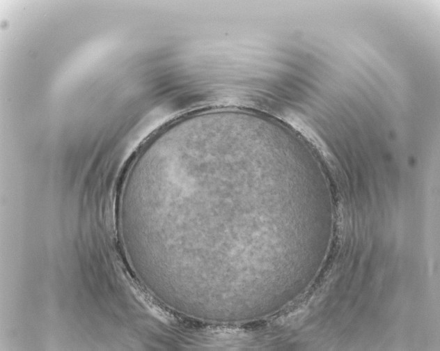 X0000088430886200705291522