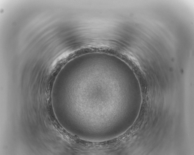 X0000088430920200705291521