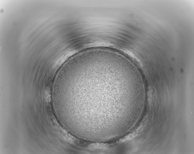 X0000088430929200705291521