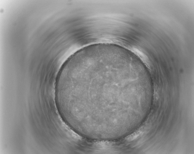 X0000088430950200705291521