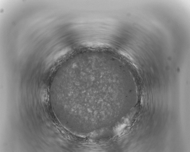 X0000088430966200705291521