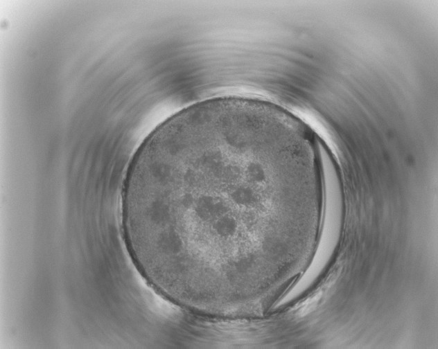 X0000088430999200705291520