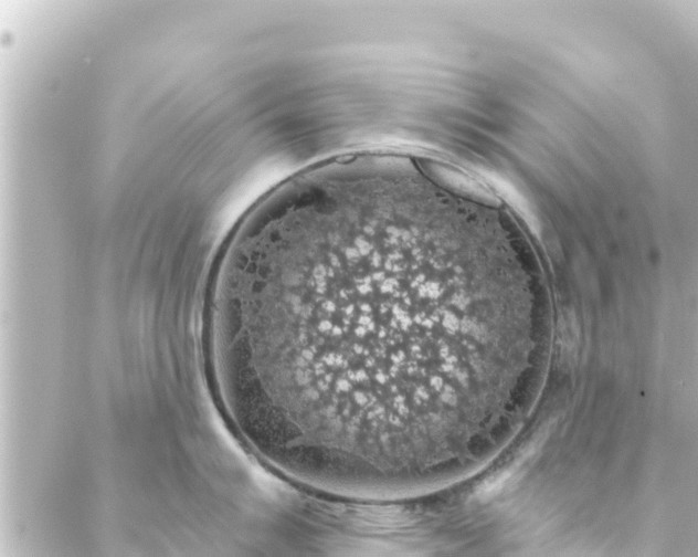 X0000088431007200705291520