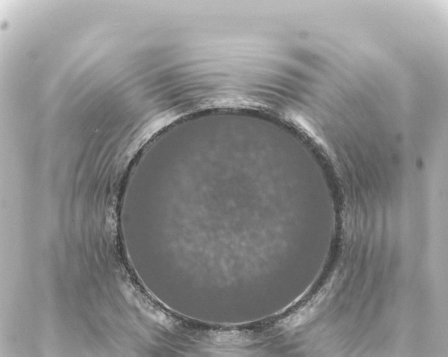 X0000088431025200705291520