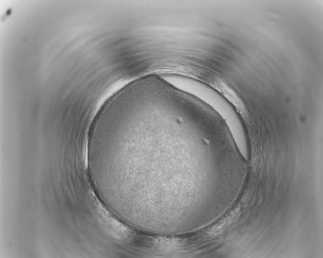 X0000088431036200705291520