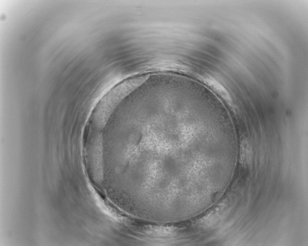 X0000088431039200705291520