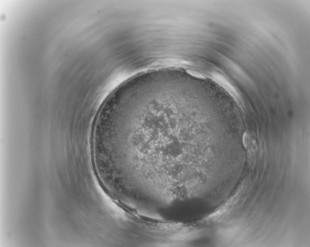 X0000088431055200705291520