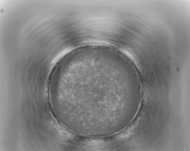 X0000088431074200705291519