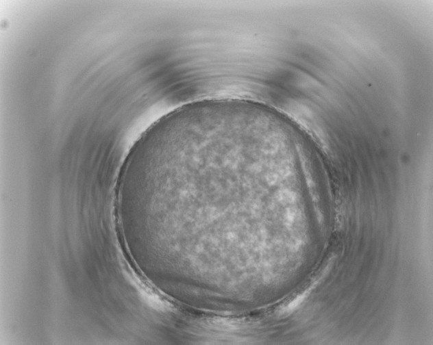 X0000088431086200705291519