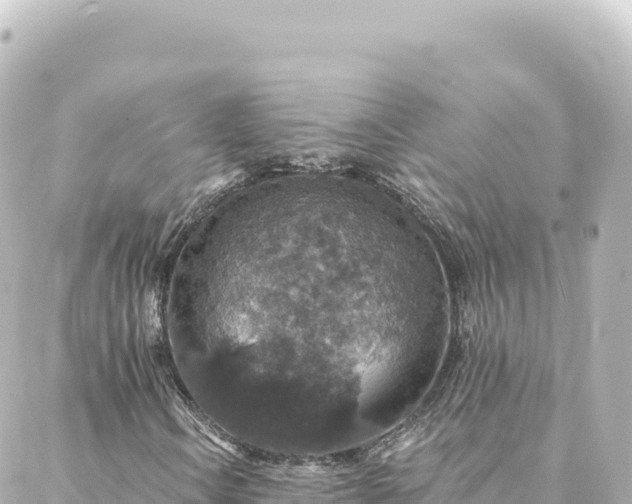 X0000088431106200705291518