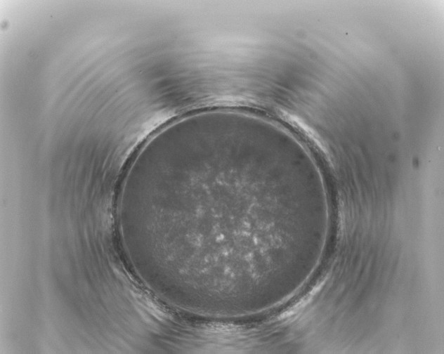 X0000088431170200705291517