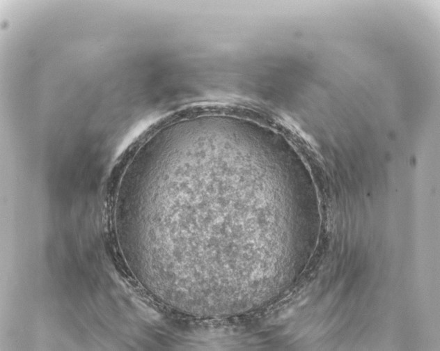 X0000088431208200705291516