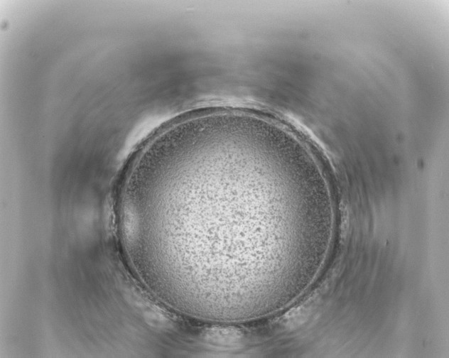 X0000088431215200705291516