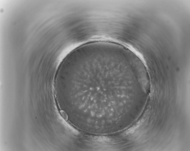 X0000088431239200705291517