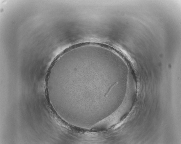 X0000088431264200705291516