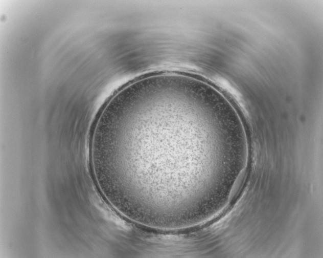 X0000088431280200705291516