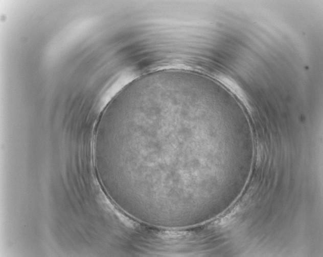 X0000088431290200705291515