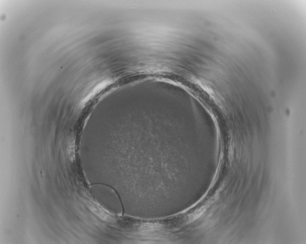 X0000088431306200705291515