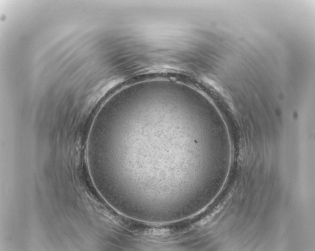 X0000088431313200705291515