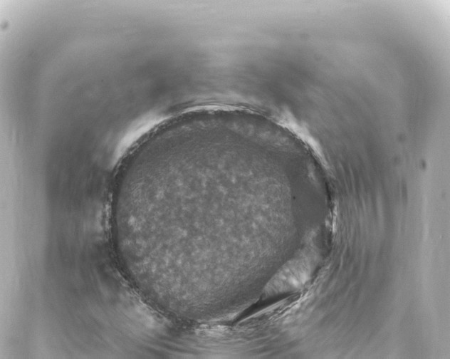 X0000088431352200705291514