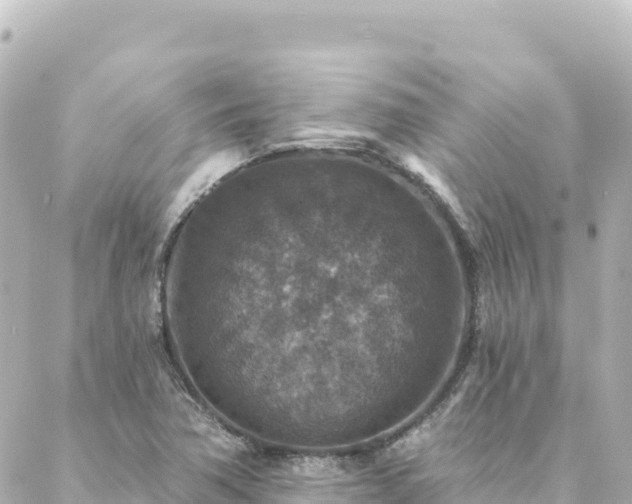 X0000088431362200705291514