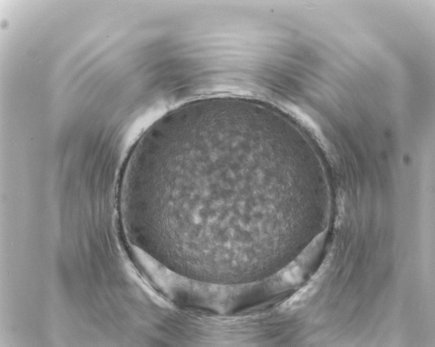 X0000088431373200705291514