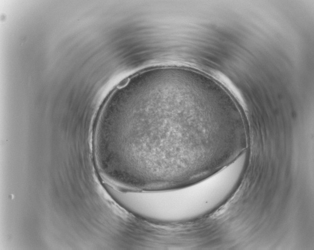 X0000088431388200705291514