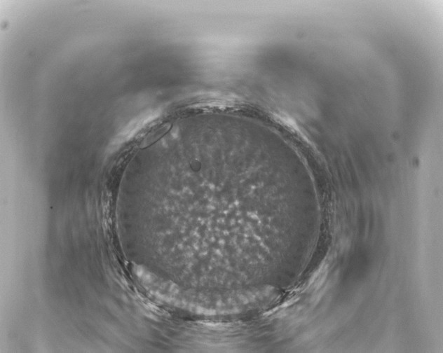 X0000088431399200705291513