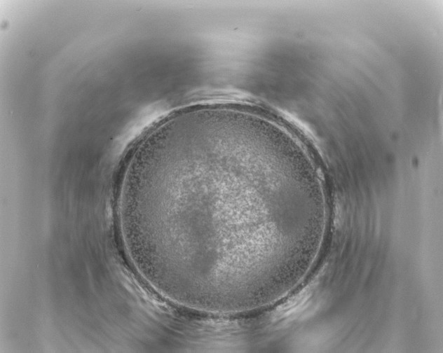 X0000088431407200705291513