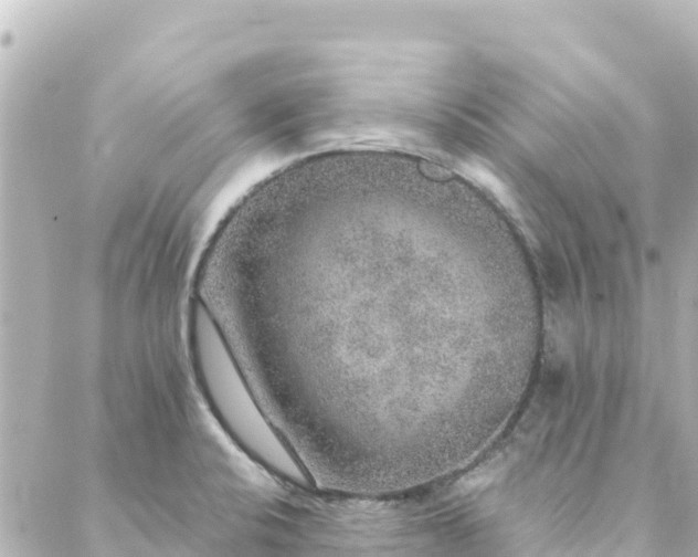 X0000088431424200705291514