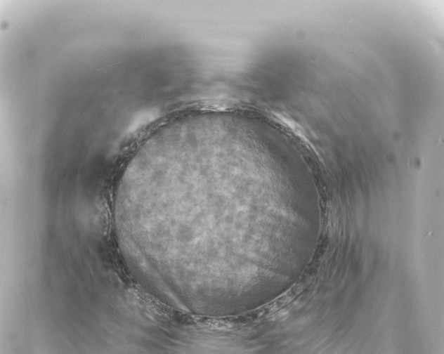 X0000088431446200705291513