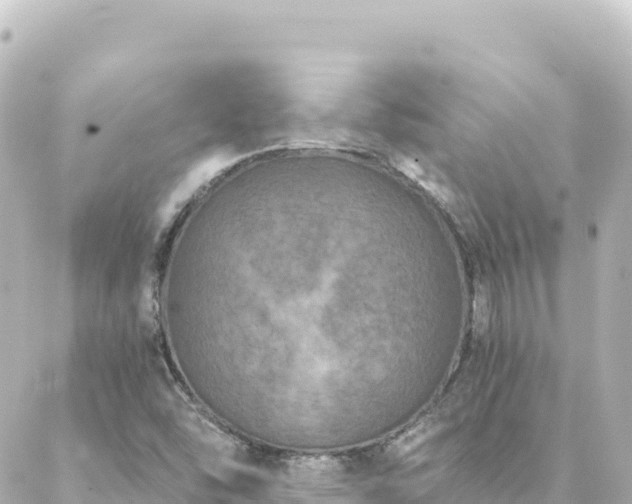 X0000088431454200705291513