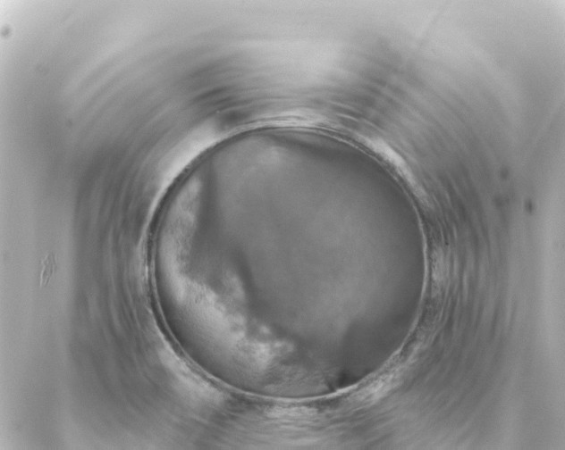 X0000088431466200705291513