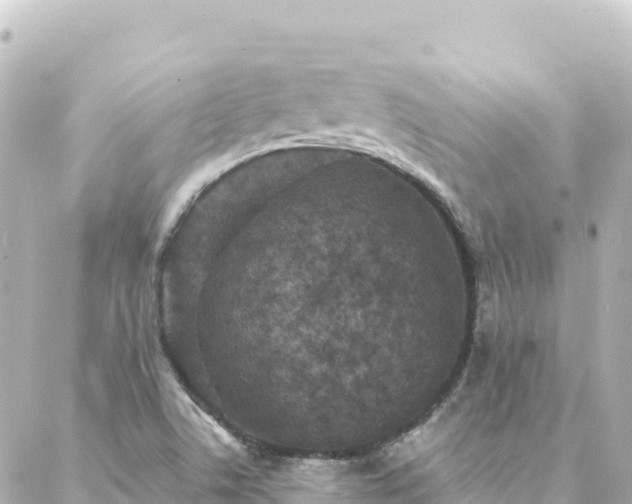 X0000088431506200705291512