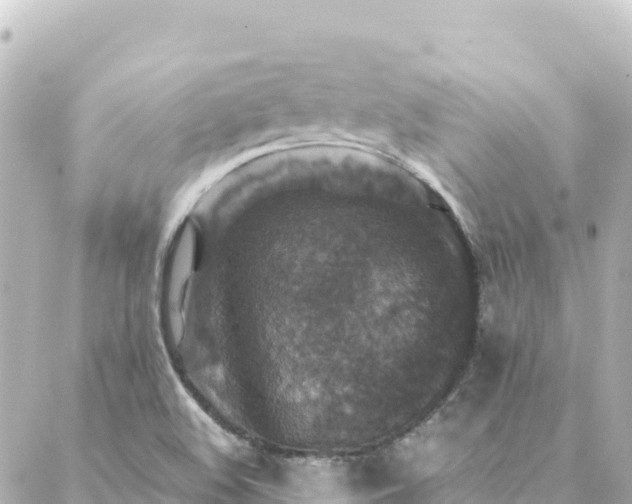 X0000088431508200705291512