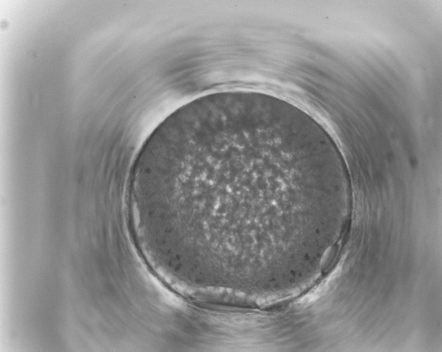 X0000088431533200705291512