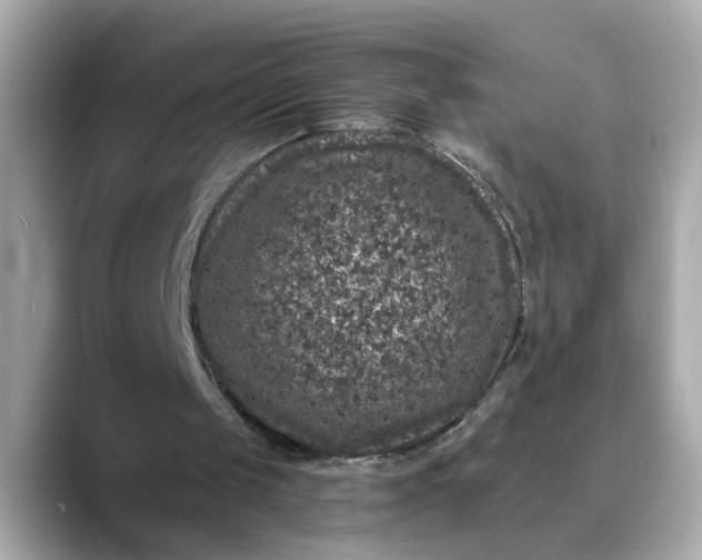 X0000088430049200706051237