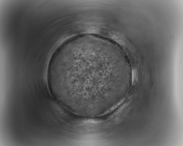 X0000088430195200706051236