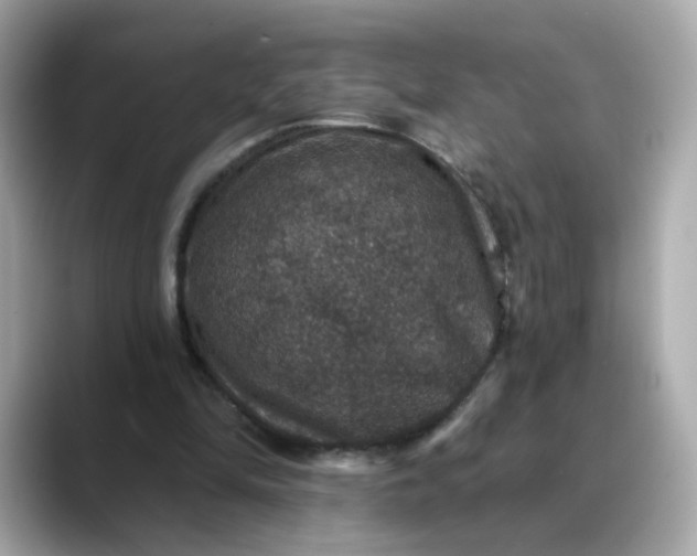 X0000088430294200706051235