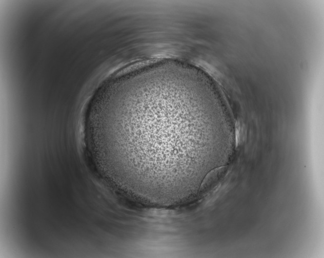 X0000088430339200706051234