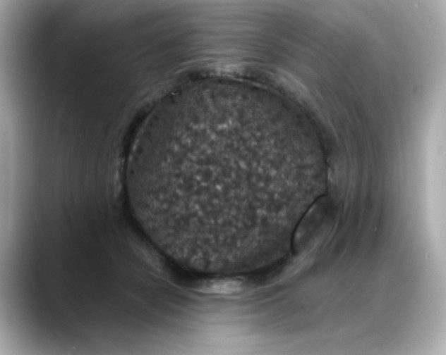 X0000088430462200706051233