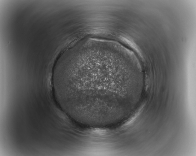 X0000088430585200706051231