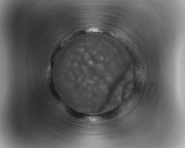 X0000088430654200706051231