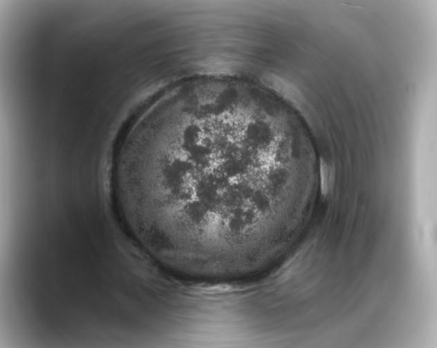 X0000088430675200706051230