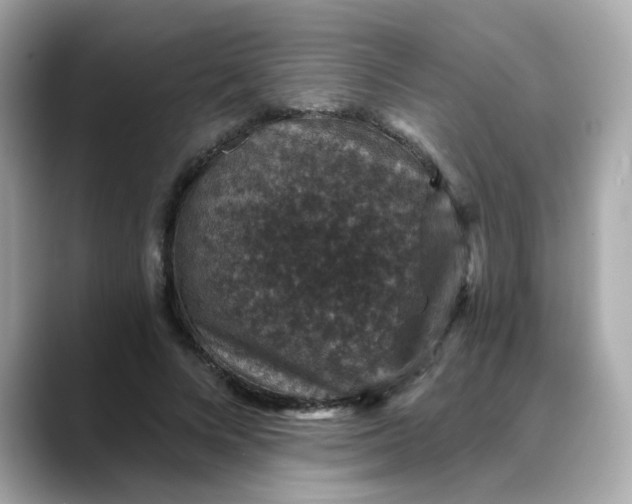 X0000088430688200706051230