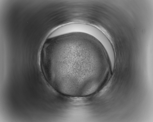 X0000088430862200706051229