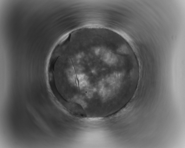 X0000088430864200706051229