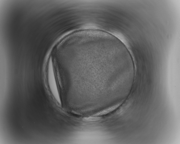 X0000088431008200706051226