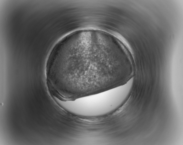 X0000088431388200706051222