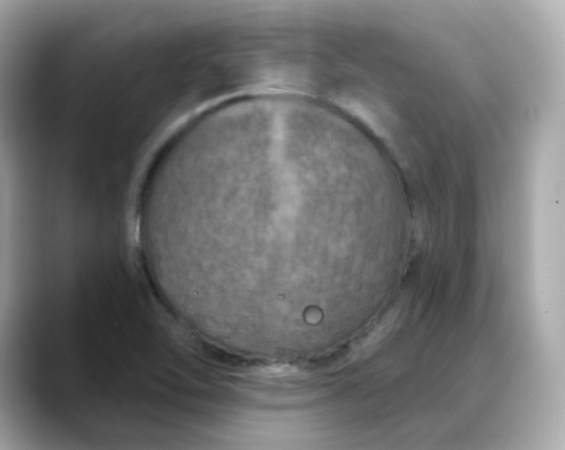 X0000088431462200706051221